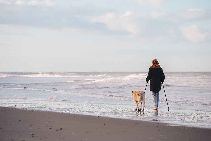 hond-op-texel Het Texelse strand | Tessels Onderdak